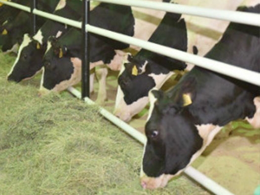 4000 bovines on their way to Qatar to meet its milk demand | Air Cargo