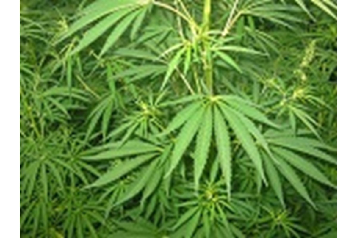 In cosa consiste il Ddl che potrebbe legalizzare la cannabis