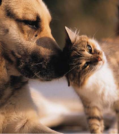 Il cane più intelligente del gatto per New Scientist
