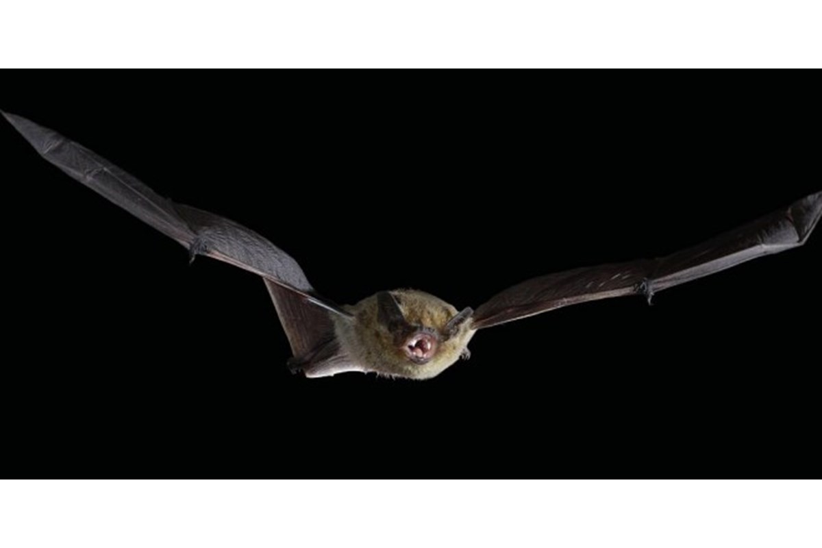Evoluzione: Le ali dei pipistrelli