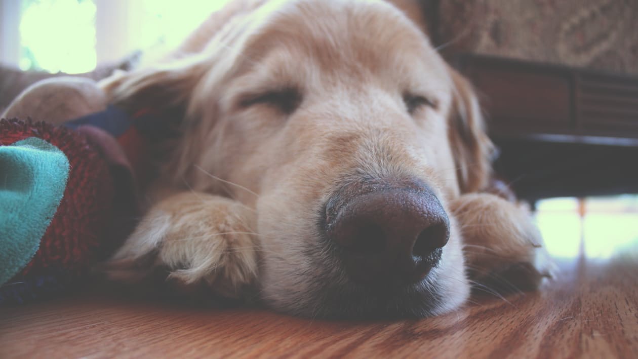 Pet therapy per anziani: un animale adatto ad ogni patologia