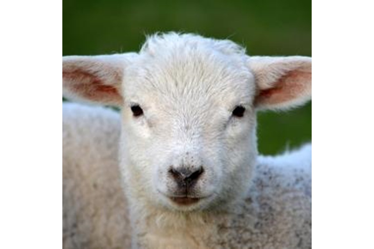 La Lega contro la macellazione Halal: animalismo a targhe alterne?