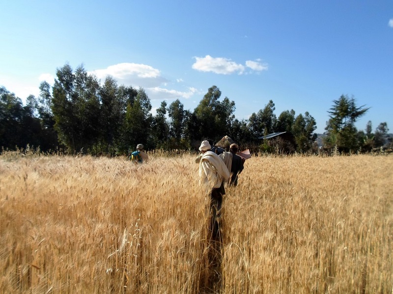 Agrifex 2016: in Etiopia le aziende italiane dell'agrifood presentano i propri prodotti