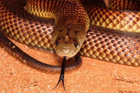 Serpente bruno reale – Pseudechis australis