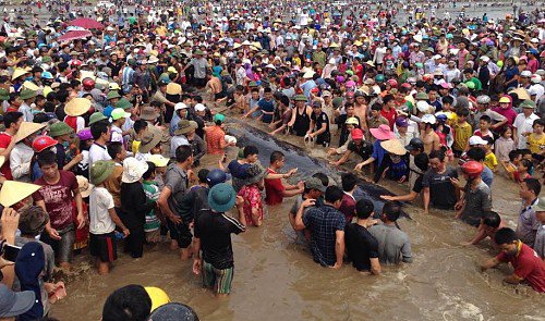 La solidarietà del popolo vietnamita salva una balena