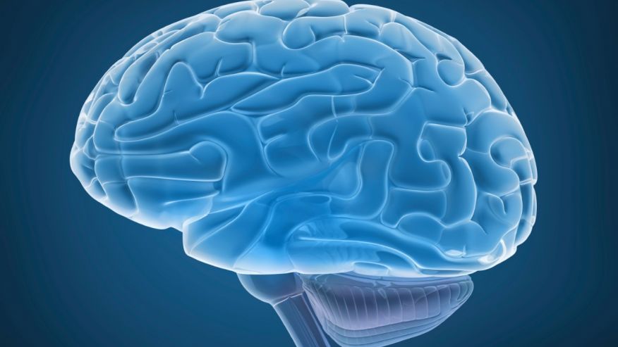 Cervello, trovata un'area che continua a crescere chiamata circonvoluzione fusiforme
