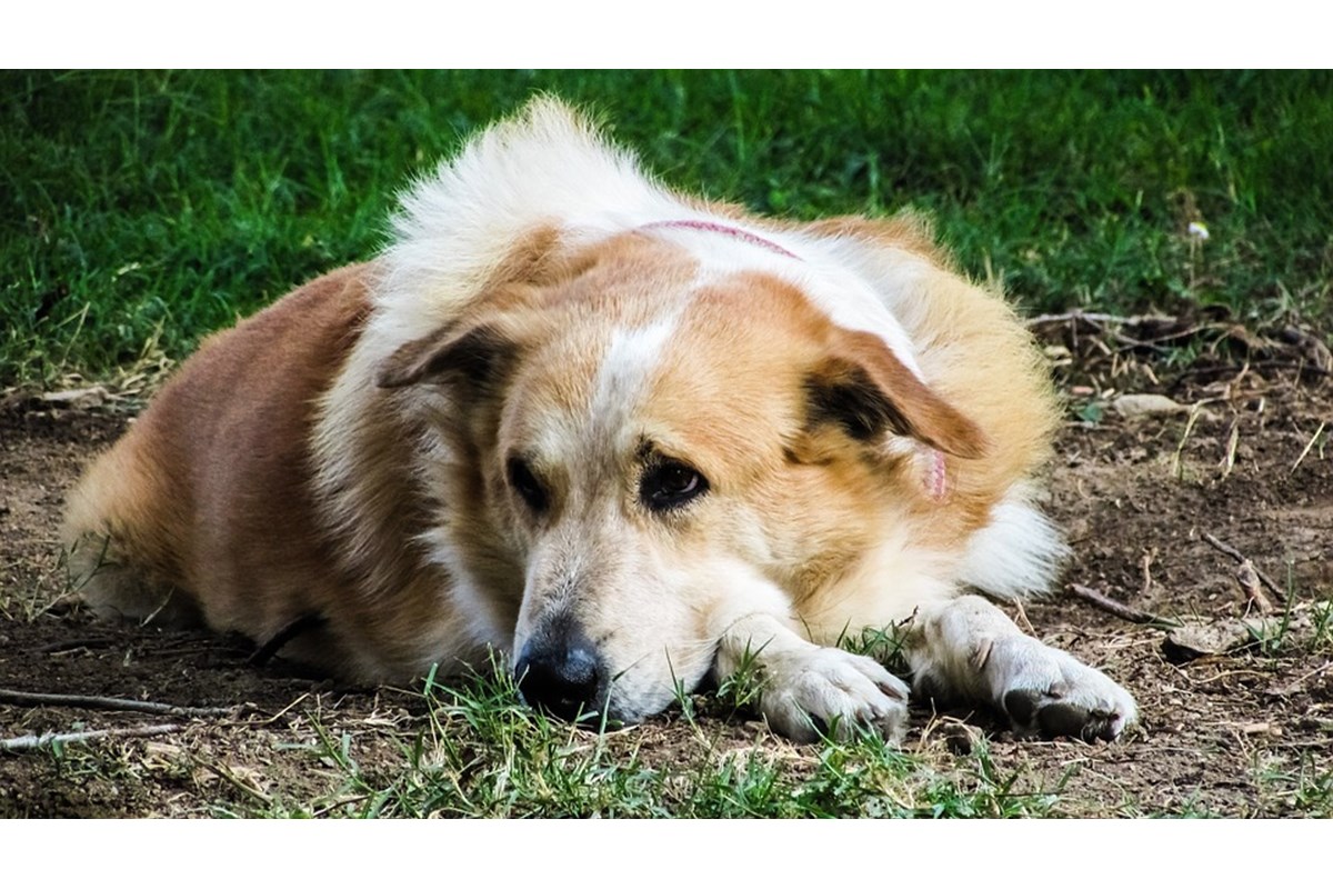 Il Mio Cane Proprio Stupido Disse Il Padrone